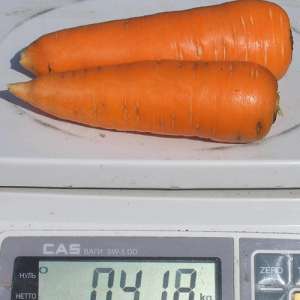 Шантане - морква, 0,5 кг, Clause (Клоз), Франція фото, цiна